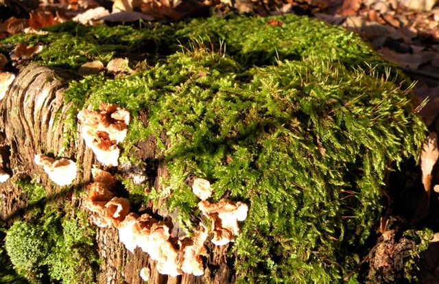 Bryophyta: dovrebbe essere Hypnum cupressiforme